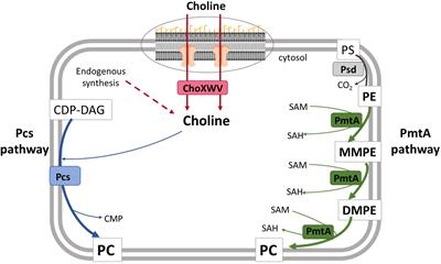 Frontiers The Phospholipid N Methyltransferase And